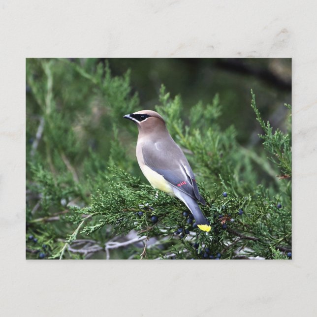 Zedernholz in Bäumen mit Beren Postkarte (Vorderseite)