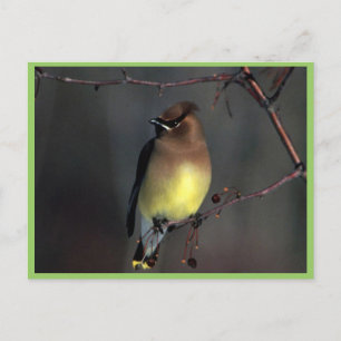 Zedernwachs Postkarte