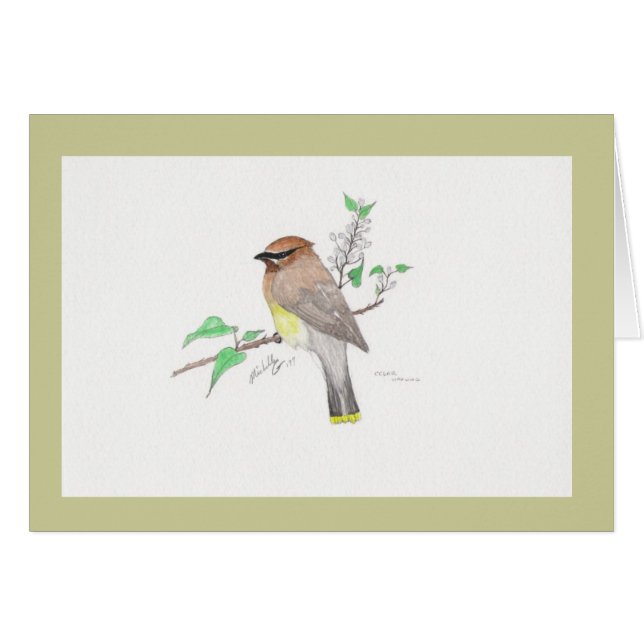 ZederWaxwing (Vorderseite (Horizontal))