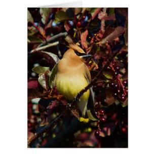 ZederWaxwing