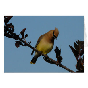 ZederWaxwing 2