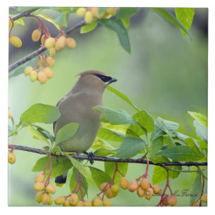 ZederWaxwing Fliese