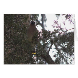 Zederwaxwing-Freude