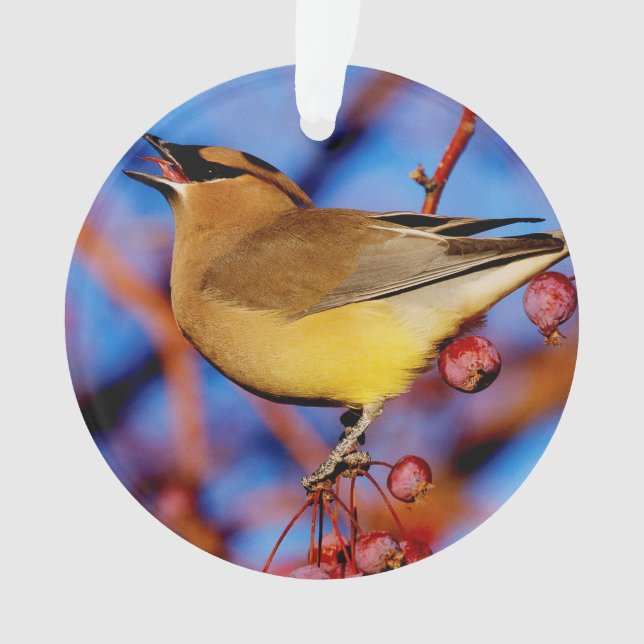 ZederWaxwing Ornament (Vorderseite)