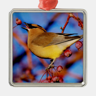 ZederWaxwing Silbernes Ornament