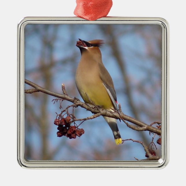ZederWaxwing Silbernes Ornament (Vorne)