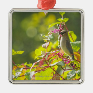 Zederwaxwing-und Poke-Beeren auf einem Baum Silbernes Ornament