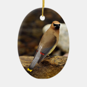 Zederwaxwing-Verzierung Keramik Ornament