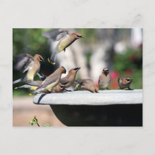 ZederWaxwings an der Vogel-Bad-Postkarte Postkarte