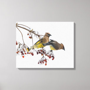 ZederWaxwings Leinwanddruck