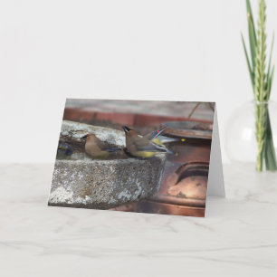 ZederWaxwings und Birdbath Karte