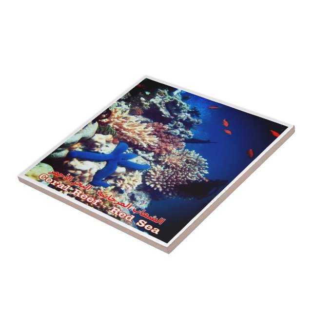 zEG033 EGYPT, Rotes Meer, Korallenriff, Kühlschran Fliese (Seite)