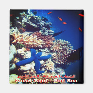 zEG033 EGYPT, Rotes Meer, Korallenriff, Kühlschran Magnet