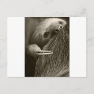 Zehenfaultier Postkarte