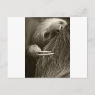Zehenfaultier Postkarte