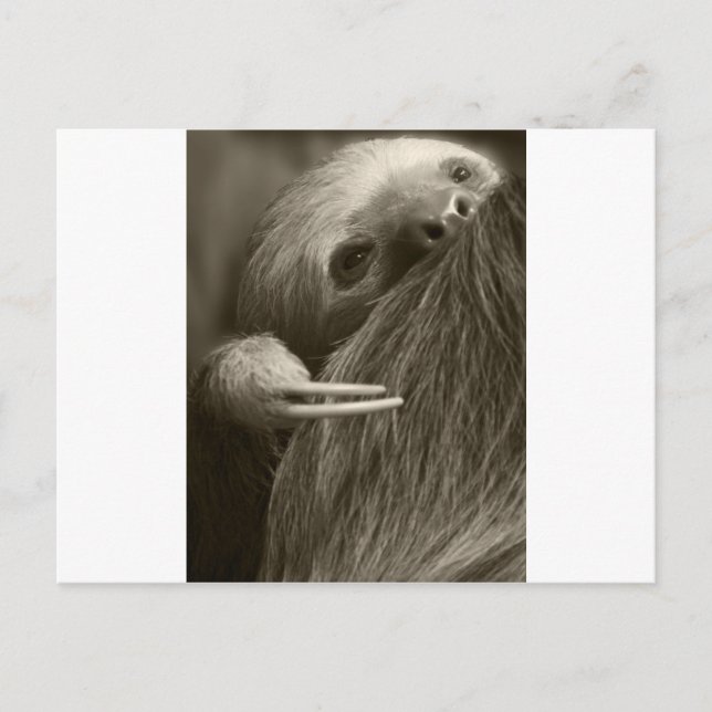 Zehenfaultier Postkarte (Vorderseite)