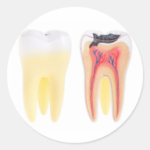 Zehnanatomie Runder Aufkleber