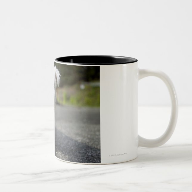 Zehnwöchiger alter weiblicher Westhochlandterrier Zweifarbige Tasse (Rechts)