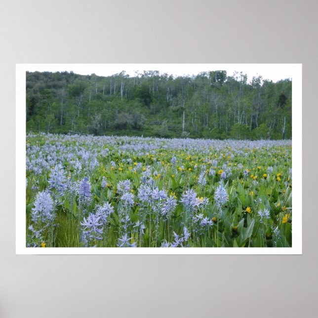 Zeichnen des Feild Poster (Vorne)