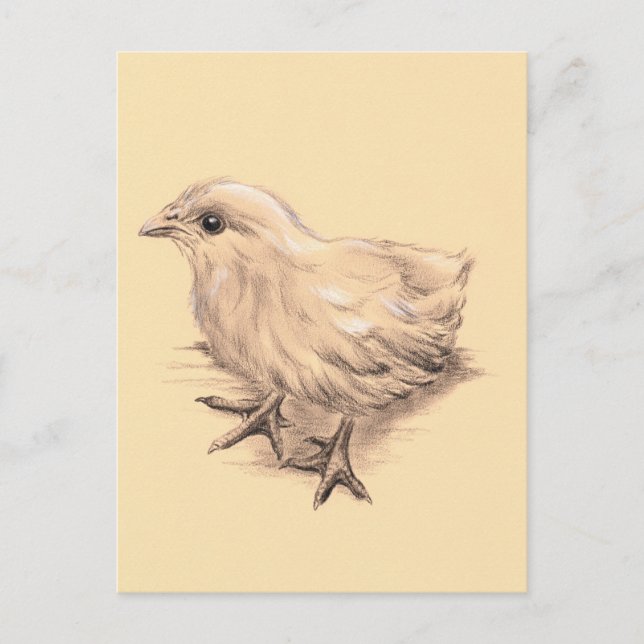 Zeichnend Baby Chicken Postkarte (Vorderseite)