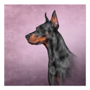 Zeichnend Doberman Poster
