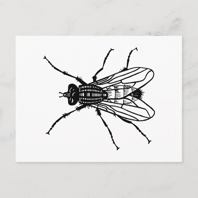 Zeichnend Fliegen - Insekten, Schädlinge, Fliegen Postkarte (Vorderseite)