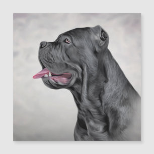 Zeichnend Hund Cane Corso - Italienischer Mastiff  Magnetkarte