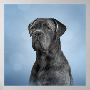 Zeichnend Hund Cane Corso - Italienischer Mastiff Poster