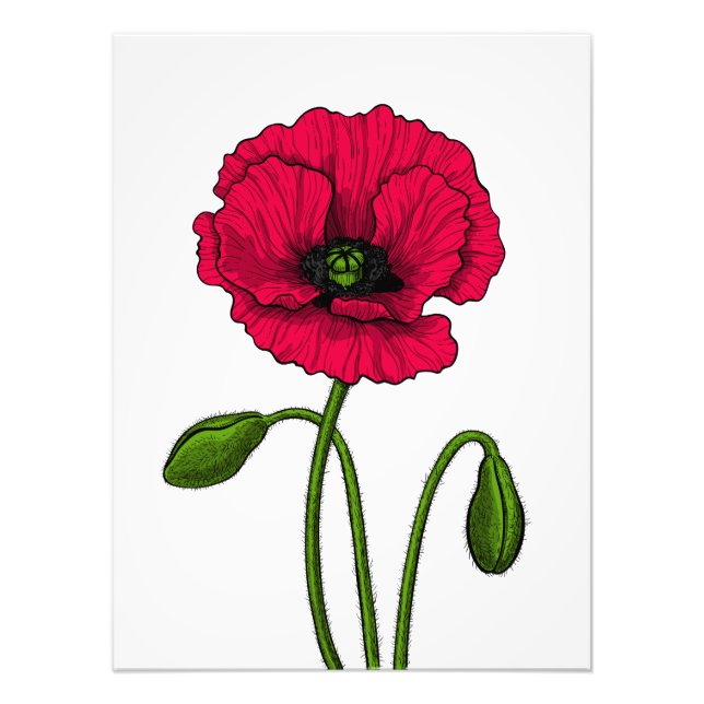 Zeichnend Mohn Fotodruck (Vorne)