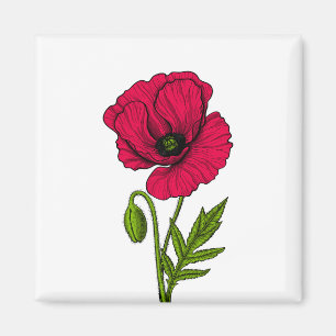Zeichnend Mohn Magnet