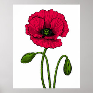 Zeichnend Mohn Poster