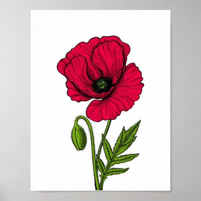 Zeichnend Mohn Poster (Vorne)