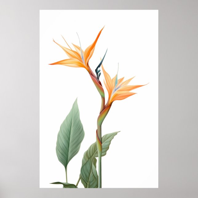 Zeichnend Paradiesvogel (Blume) Poster (Vorne)