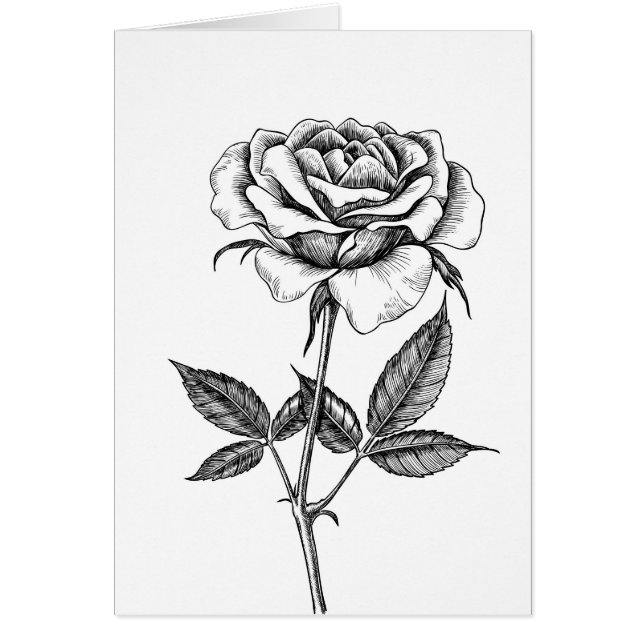 zeichnend Rose (Vorne)