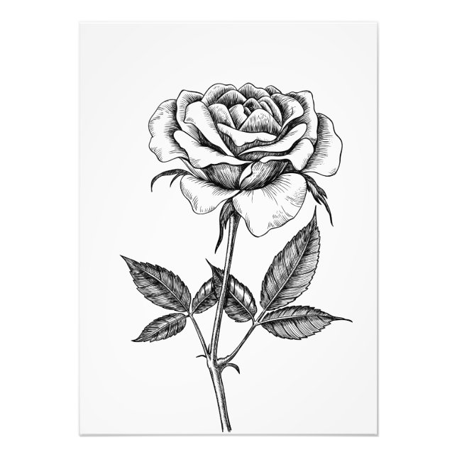 zeichnend Rose Fotodruck (Vorne)