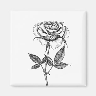 zeichnend Rose Magnet
