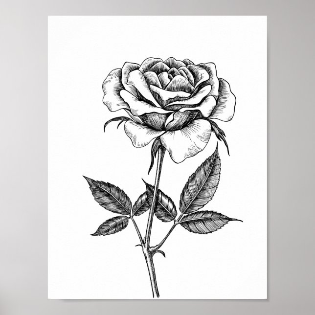 zeichnend Rose Poster (Vorne)