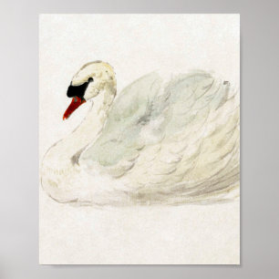 Zeichnung Schwan von Aert Schouman Poster