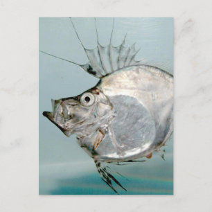 Zeidae Fish Postkarte