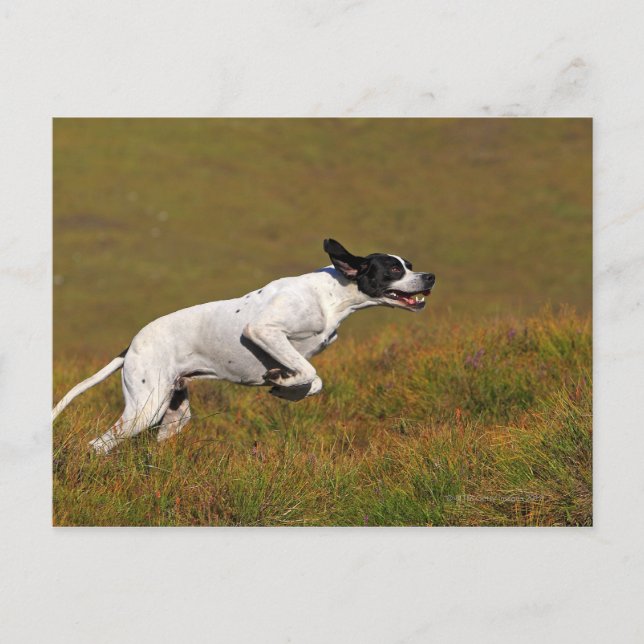 Zeiger. Canis lupus familiaris Postkarte (Vorderseite)