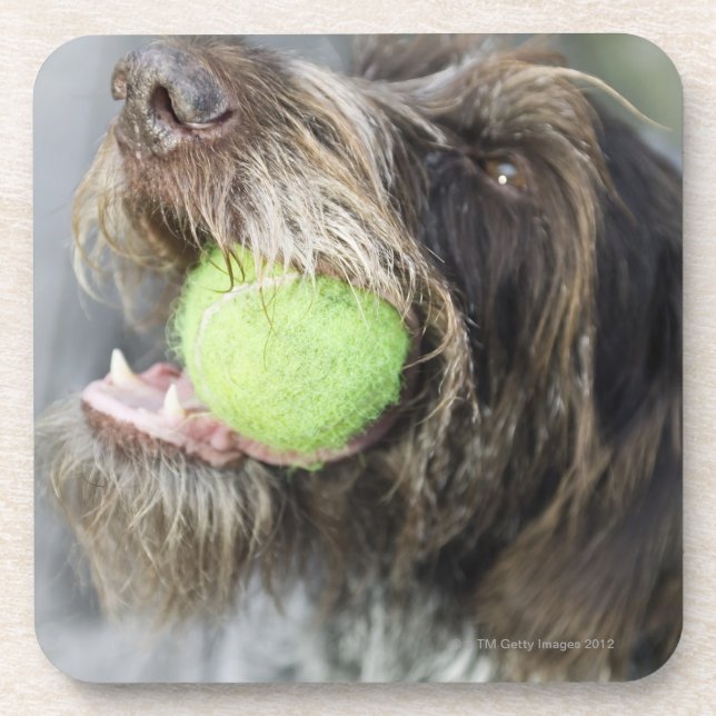 Zeigerhundebeißender Tennisball, Nahaufnahme Getränkeuntersetzer (Vorderseite)