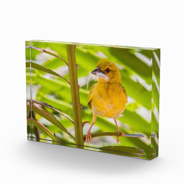 Zeit für den Bau des Nests Fotoblock (Rechts)