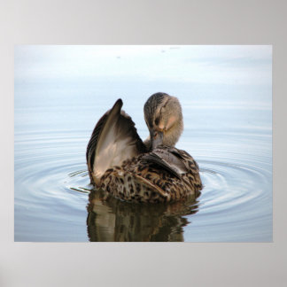 Zeit für ein Bad - POSTER
