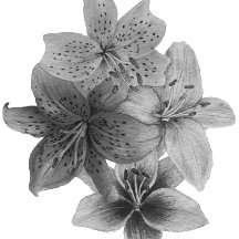 zeitgenössische Kunst in Schwarz und Weiß