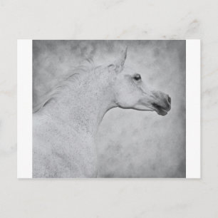 Zeitlose Schönheit Postkarte