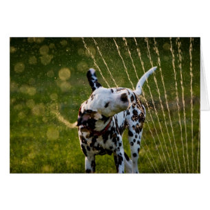 Zeke in Sprinkler