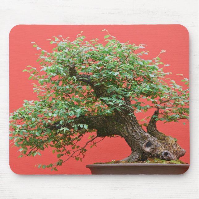 Zelkova Bonsaisbaum Mousepad (Vorne)