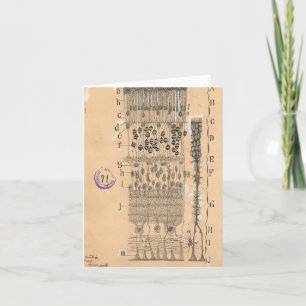 Zelle Zeichnend Auge Retina Santiago Ramon Y Cajal Karte