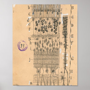 Zelle Zeichnend Auge Retina Santiago Ramon Y Cajal Poster