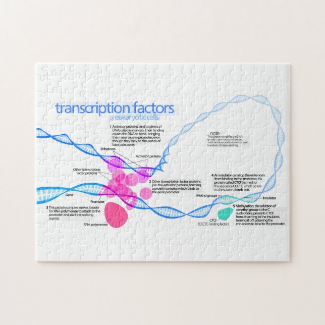 Zellen Gene-Transkriptionsfaktor-Diagramm Puzzle (Horizontal)